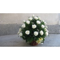 Кошница с 51бр бели рози!