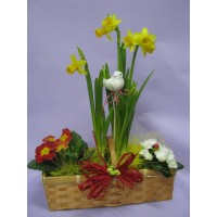 Композиция със пролетни саксийни цветя, Примула, Нарцис и Азалия в кошничка