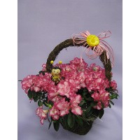 Азалия в кошница