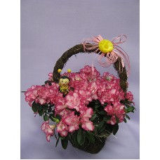 Азалия в кошница