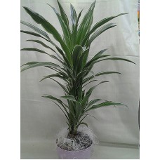 Драцена двойка с кашпа кашпа