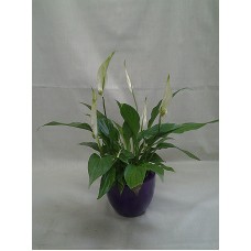 Спатифилум с кашпа 