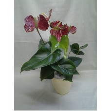 Антуриум с кашпа 