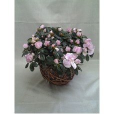 Азалия с кашпа 