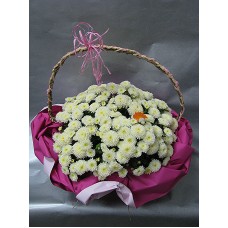 Хризантема с опаковка 
