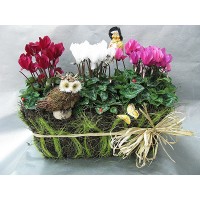 Композиция с три броя Циклами в кашпа с декорация Композиция с три броя Циклами в кашпа с декорация