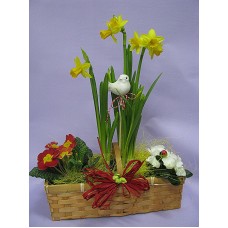 Композиция със пролетни саксийни цветя, Примула, Нарцис и Азалия в кошничка.