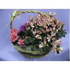 Три броя Азалия аранжирани в кошница