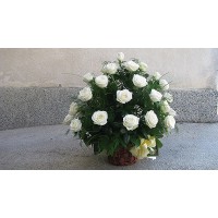 Лунна нощ! Лунна нощ!